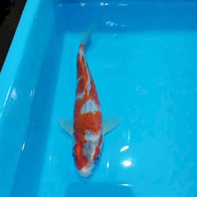 Kujaku bengkong 23cm