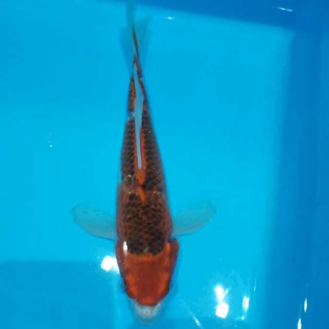 Sleyer kujaku 25cm
