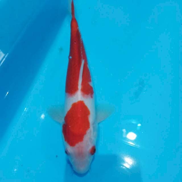 Kohaku matamerah 25cm