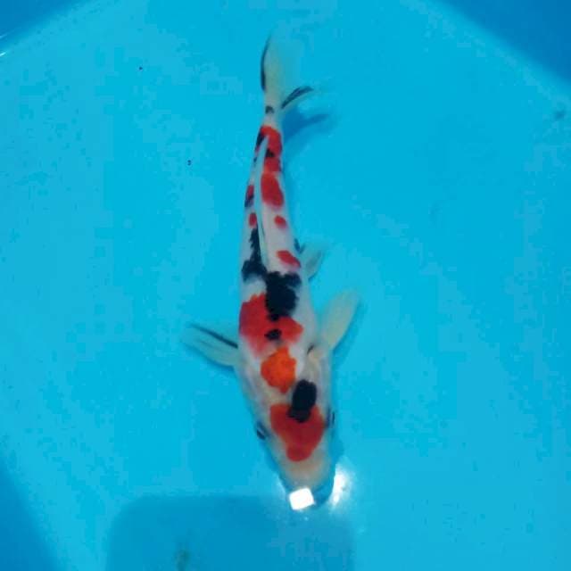 Sanke 20cm