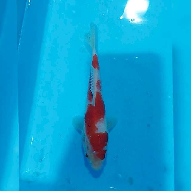 Kohaku 20cm