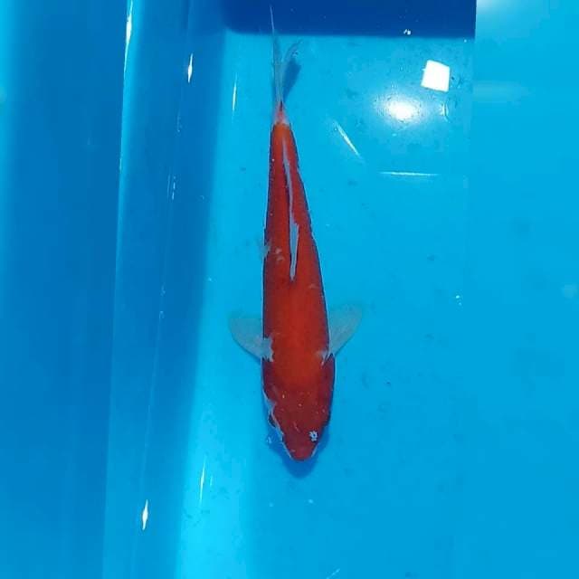 Kohaku 24cm