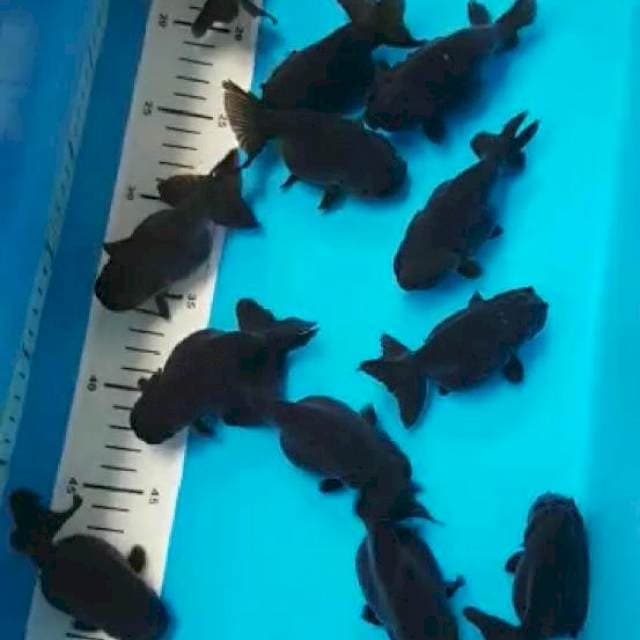10 EKOR BLACKRANCU LANGKA 😍
