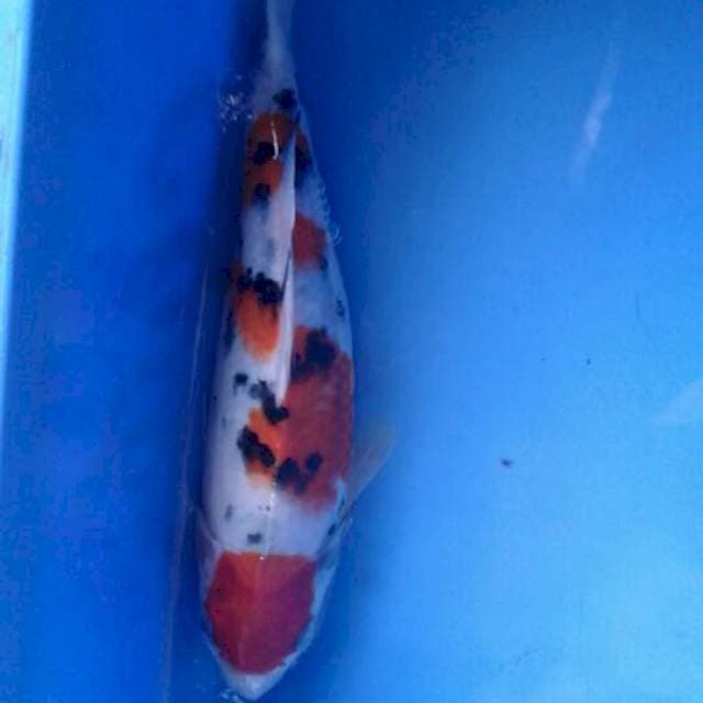 sanke berpunuk