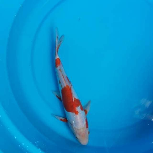 Kohaku doitsu