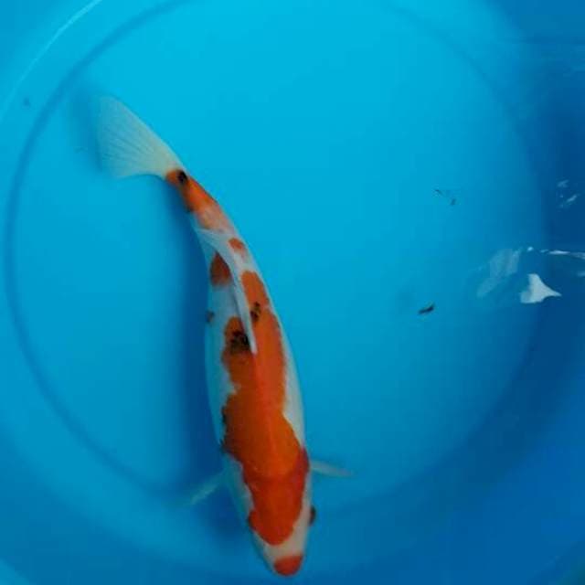 Sanke kuchibeni