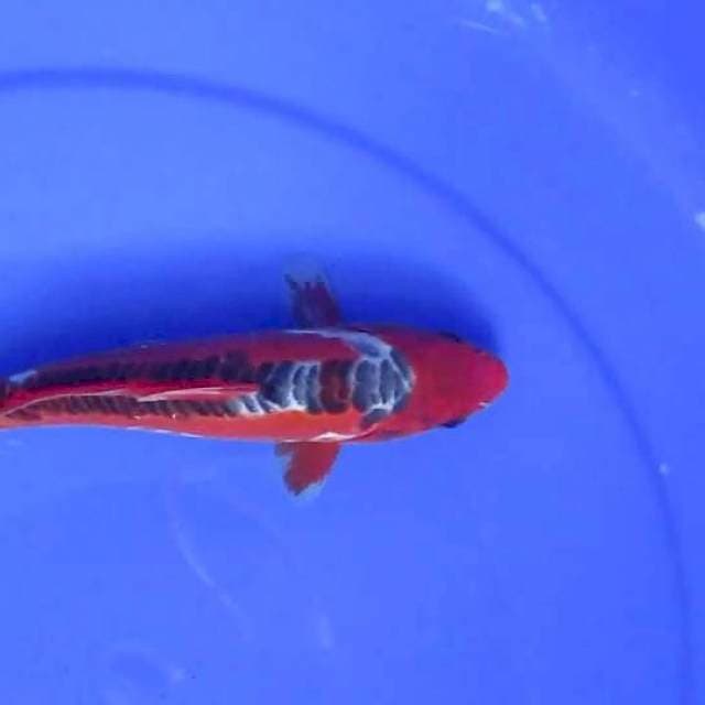 Shisui20cm