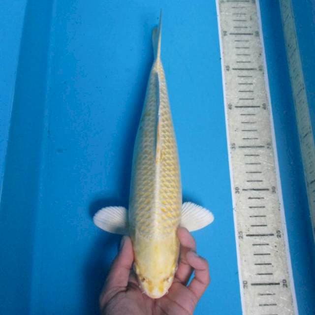 Male30cm