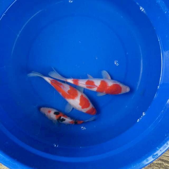 Sk kohaku munuk