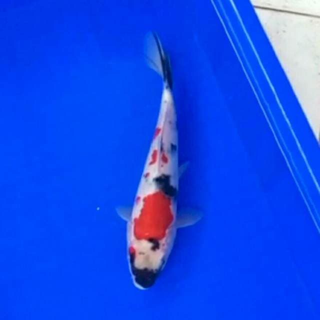 Showa 20 cm