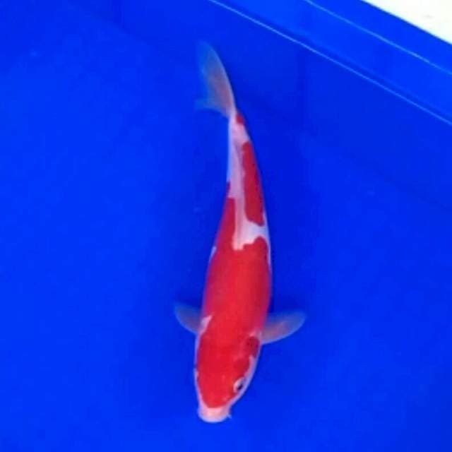 Kohaku doit super red 20 cm