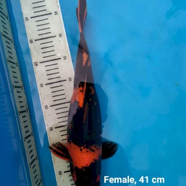 Hi Utsuri, 41 cm