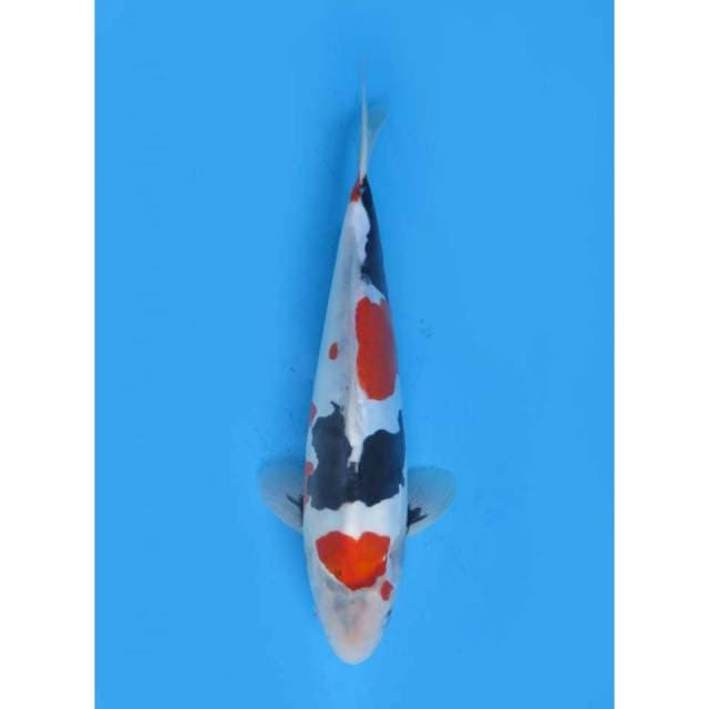 Kindai Showa Doitsu Murni Quality - 34cm