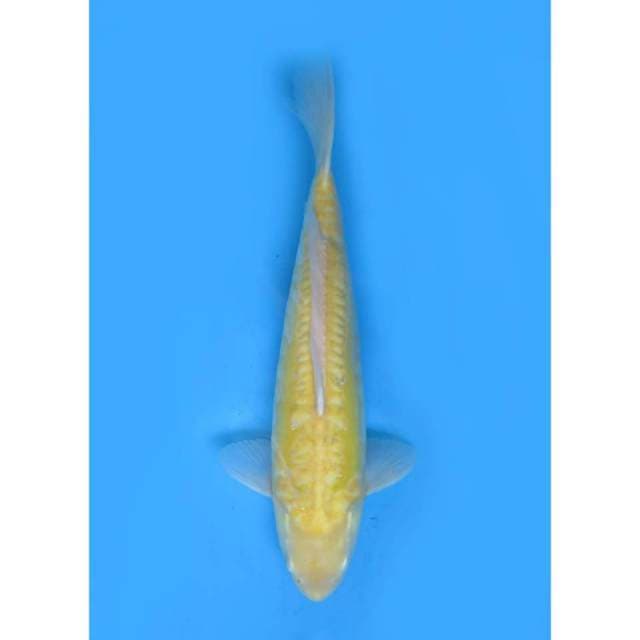 Jumbo Karasigoi (Red Eye) - 46cm
