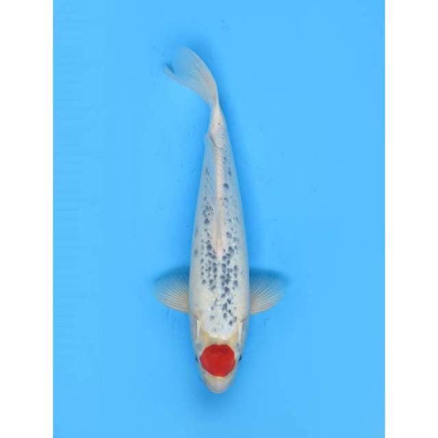 Tancho Goshiki Tategoi (Super Koleksi) - 35cm