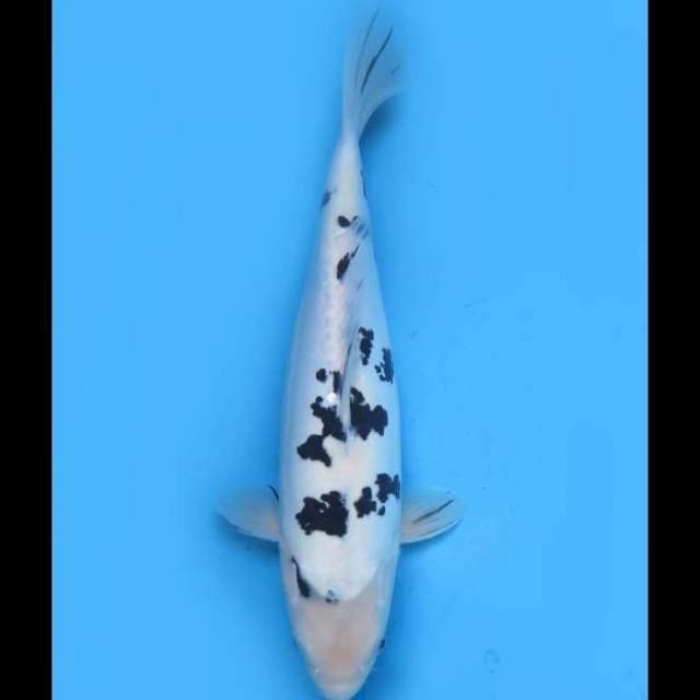 Dalmation Bekko Doitsu - 37cm 