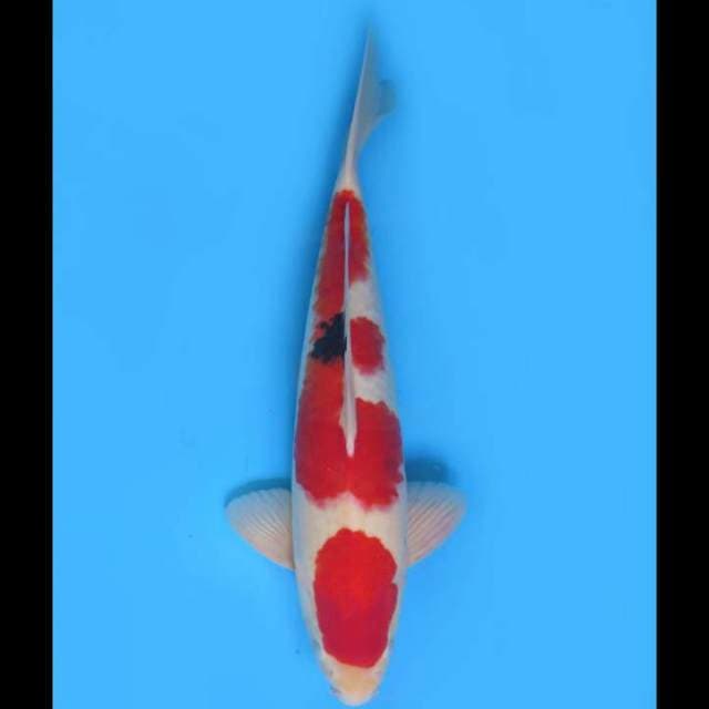 Jumbo Red Taisho Sanke F1 - 45cm 