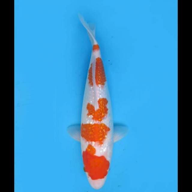 Original - Tosai Kohaku Girnin HQ - 35cm