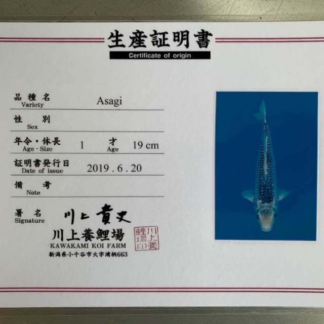 ASAGI KAWAKAMI 35BU 
