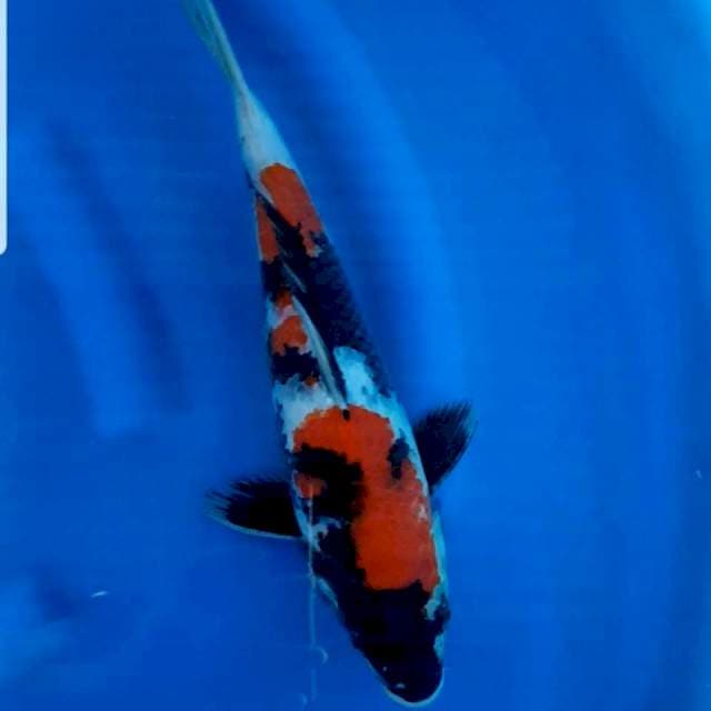 Showa 34 cm