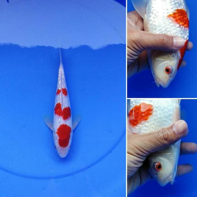 Ai Goromo Sandan Full Ginrin Mata Merah Ciamik