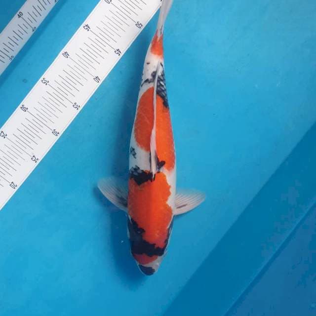 Showa 43 male Tategoi