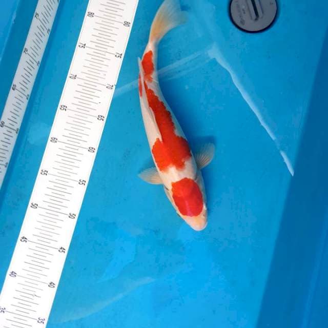 Kohaku Original 35 cm