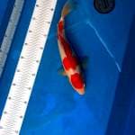 Kohaku Original 35 cm