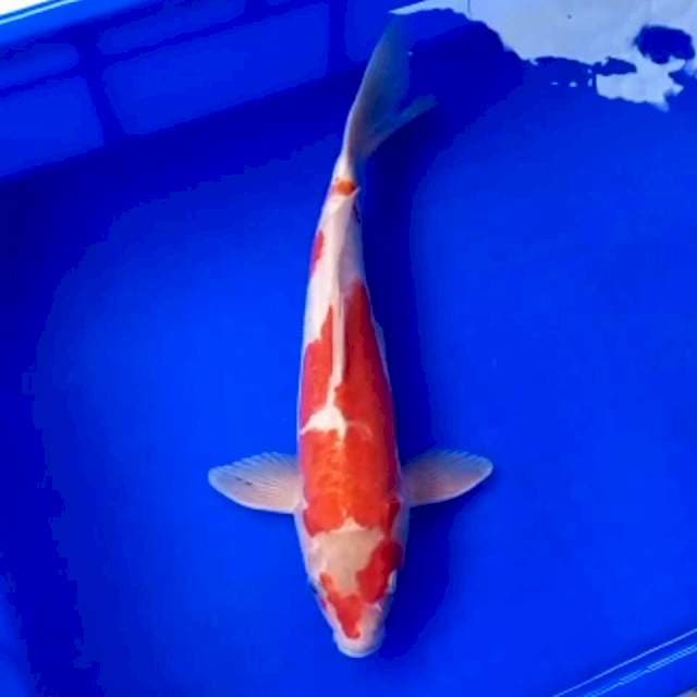 KOHAKU ARAGOKE 36 CM