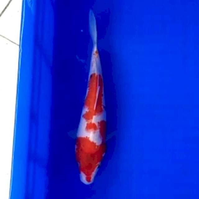 Kohaku bocor 23cm