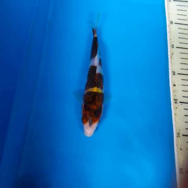 Goromo cling 20cm
