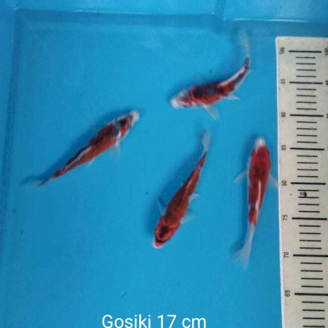 Gosiki 4 ekor