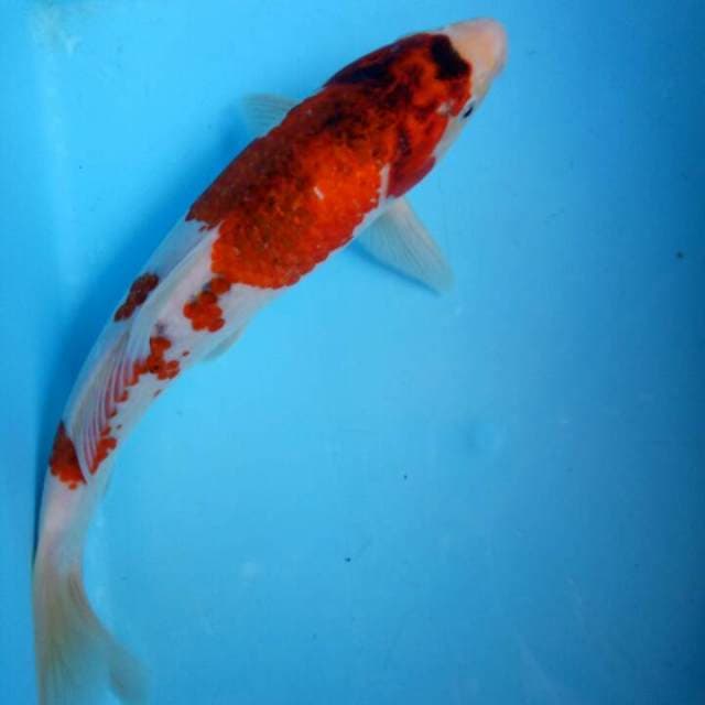 Goromo