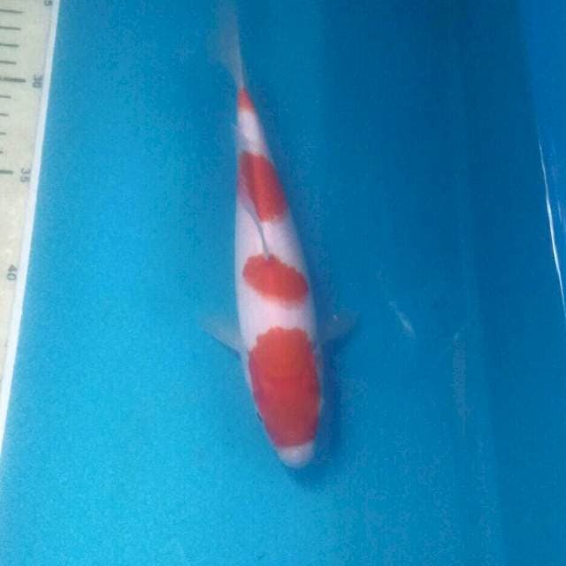 Kohaku, 22 cm