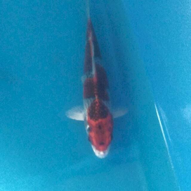 Kujaku, 21 cm