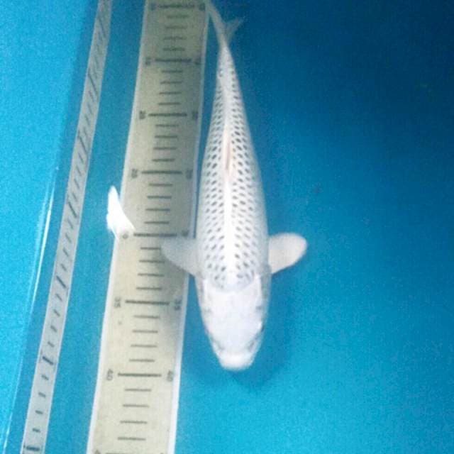 HQ Kin Matsuba, 30 cm
