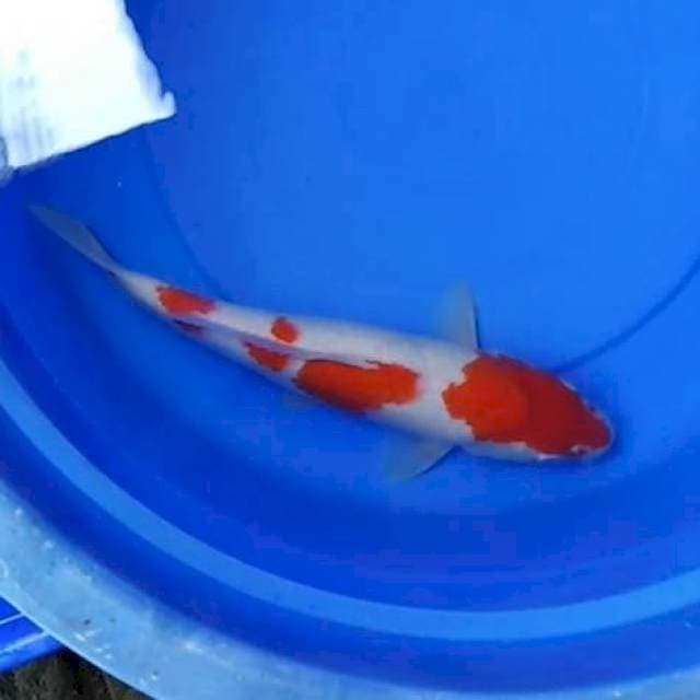 Red kohaku original 
