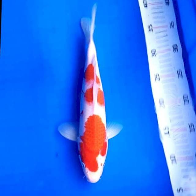 03 KOHAKU # 30CM