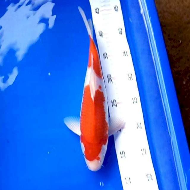 10 KOHAKU # 29CM