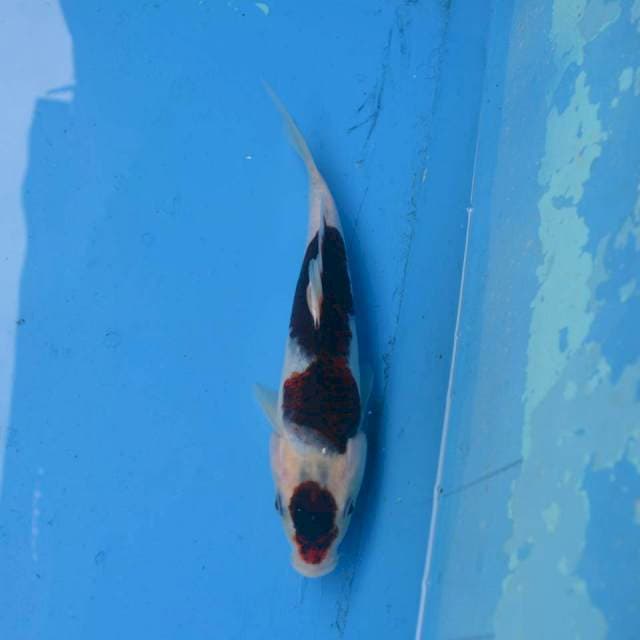 Budo Goromo