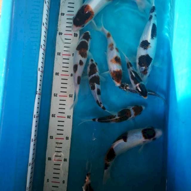 goromo size 12-25 cm 11 ekor