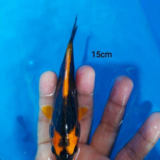 mini kabuto