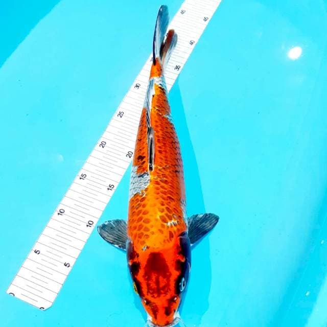 Kin showa 40 cm female