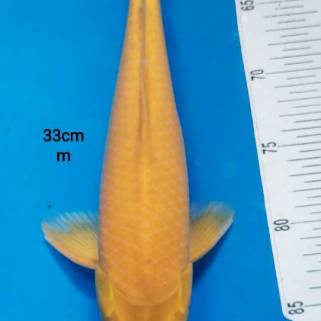 karasi F 33 
