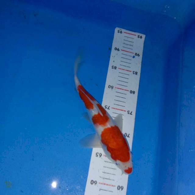 Kucibeni kohaku 28cm