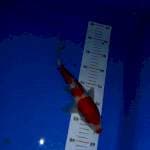 Kucibeni kohaku 28cm