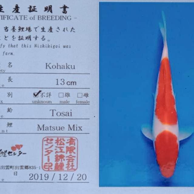Kohaku import matsue farm