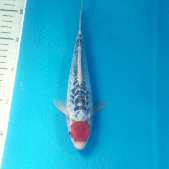 Tancho Goshiki Doit, 22 cm