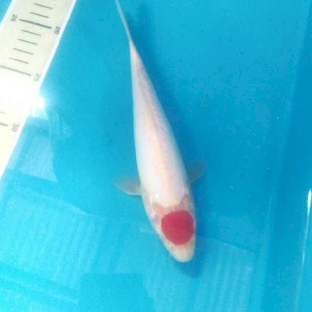 Tancho Kohaku Doit, 22 cm
