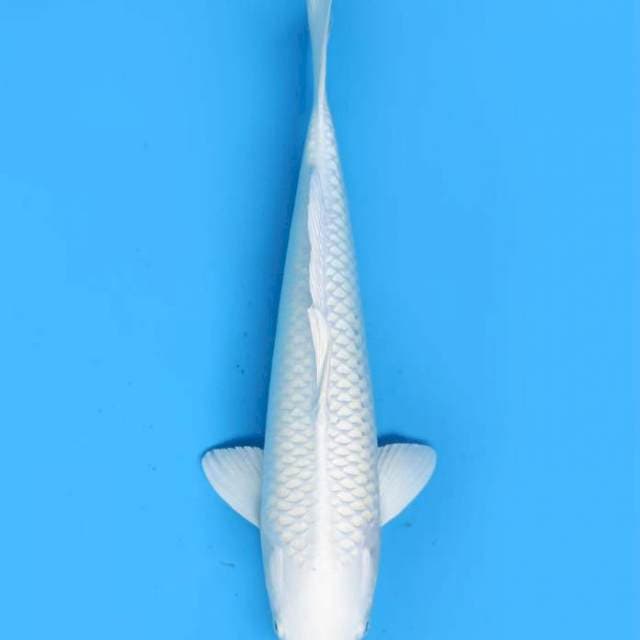 37cm male , Platinum Putih Salju
